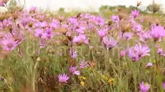 美丽的野花视频