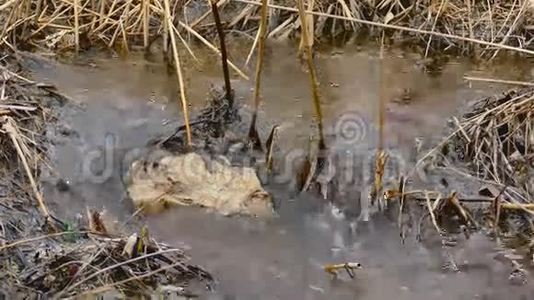 溪石流水沸干芦苇自然景观视频