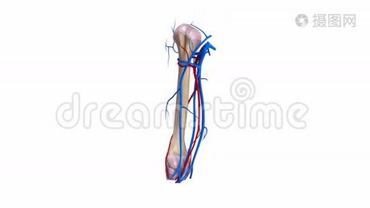 带韧带和血管的Humerus骨视频