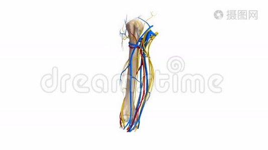 有血管和神经的Humerus骨视频