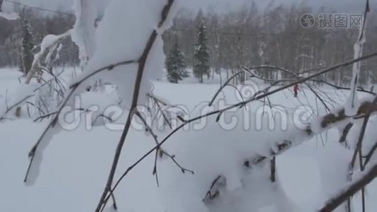 冰冻的树枝。 冬天的雪树枝。 冬季森林视频