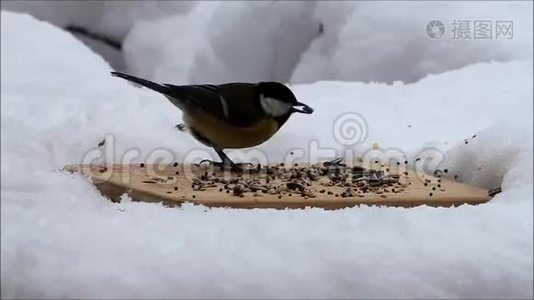 冬季为野生鸟类提供食物视频