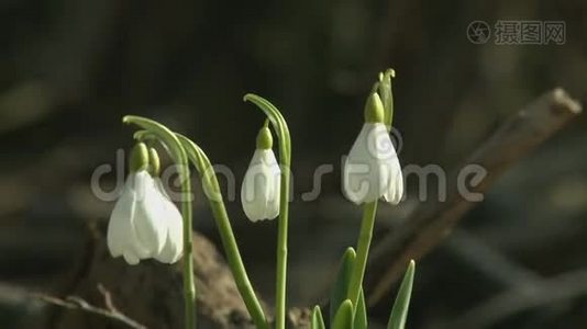 树林里第一朵春花视频