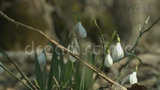 树林里第一朵春花视频