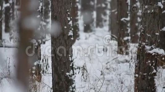 树树干圣诞树冬林松自然美景视频