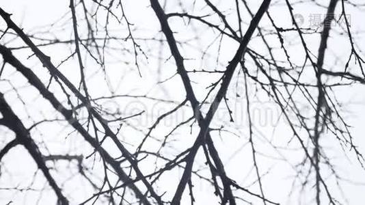 干燥的冬季树枝，白色背景，户外自然视频
