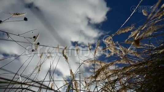 田野里寂寞的干草在蓝天秋色的背景树上视频