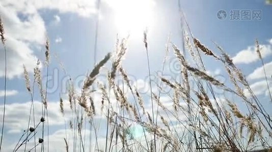 田野里寂寞的干草在树上，一片蓝天，秋天的自然背景视频