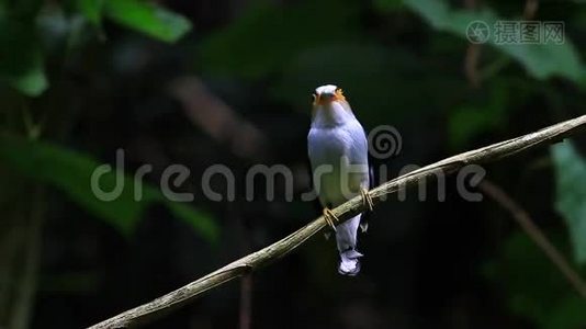 彩鸟银胸阔尾鹬视频