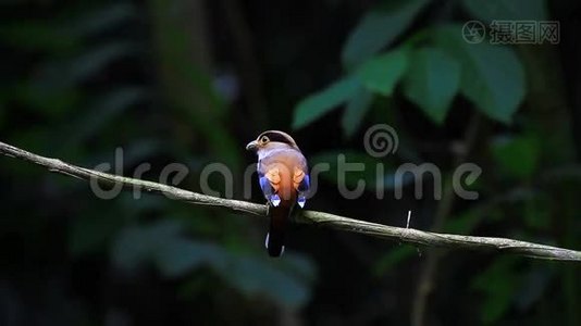 彩鸟银胸阔尾鹬视频