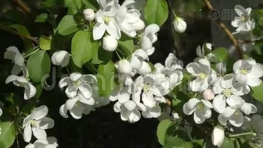 花的苹果树白色视频