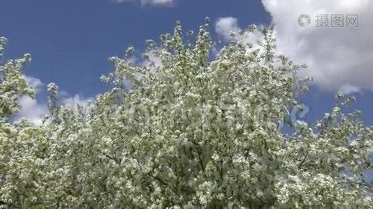 花的苹果树白色视频