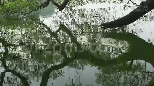 树木倒映入湖中.视频