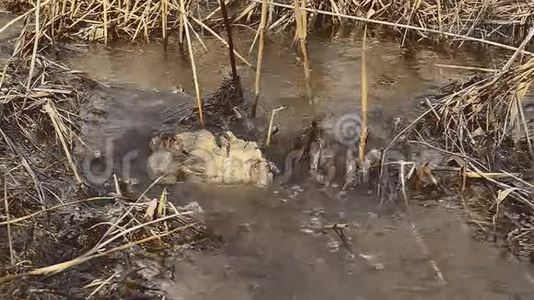 溪石自然流动的水沸腾干芦苇景观视频