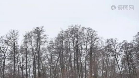 冬季自然野生森林在雪冬干燥的树木，景观视频