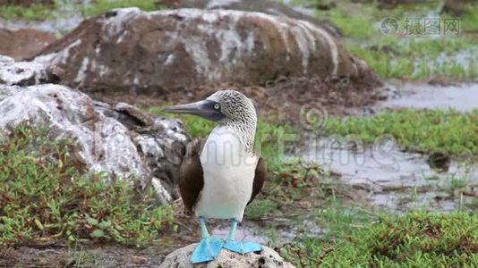 厄瓜多尔加拉帕戈斯国家公园北西摩岛蓝脚饵雷视频