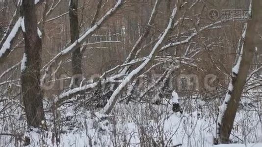 冬天的野生森林在大自然中白雪皑皑，冬天的风景视频