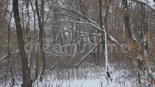 冬天大自然的野林，冬天的雪干树，风景视频