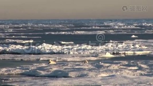 北极熊妈妈和她的幼崽在冰冷的浮冰上。视频