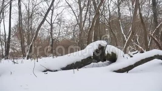 冬季野生自然林中积雪干燥的树木，冬季景观视频