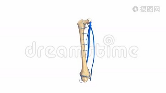 带静脉的股骨视频
