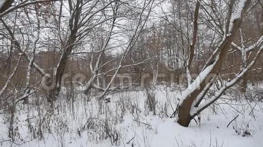 冬季野生林中雪景自然枯树，冬季景观视频