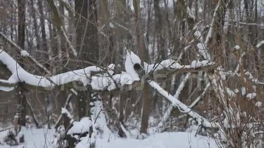 冬季自然野林中的雪干冬树，景观视频