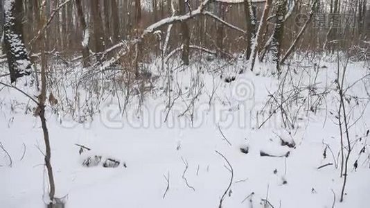 冬季大自然野生森林中的雪冬干燥的树木，景观视频