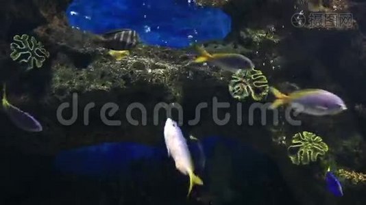 装饰精美的咸水水族馆与鱼视频