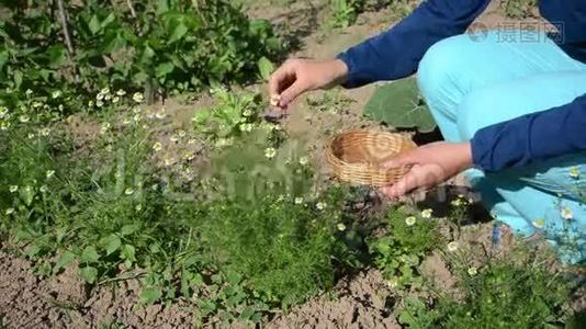 少女甘菊草本采摘.视频