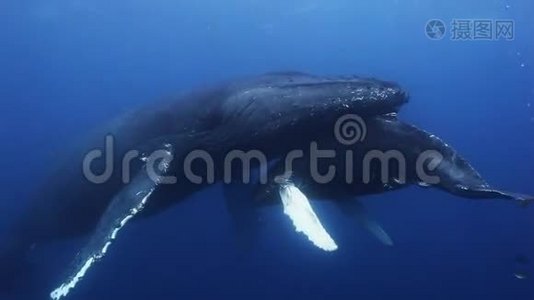 蓝海水中的驼鲸母鲸和小鲸视频