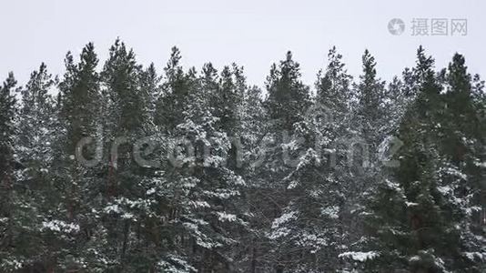 冬季自然雪景中松树的顶端视频