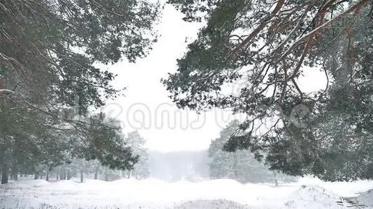 暴风雪，暴风雪，树林，冬天下雪，大自然，圣诞树和松林景观视频