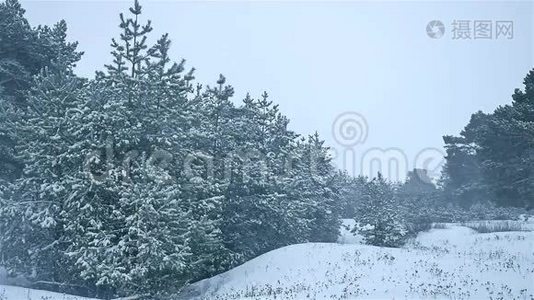 暴风雪森林自然雪冬，暴风雪圣诞树和松林景观视频