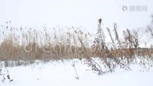 干燥的草在雪地里随风飘荡，冬天的风景自然视频