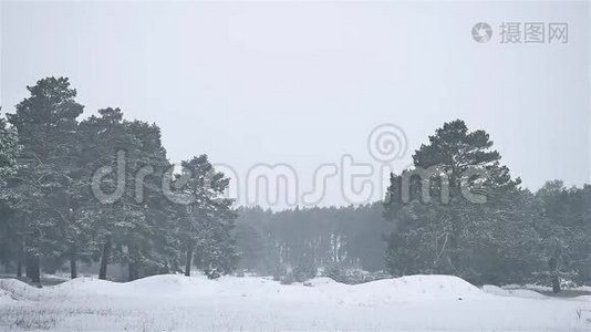 暴风雪，暴风雪，树林，冬天下雪，圣诞树和松树自然森林景观视频