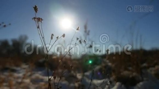 冬天的干草在雪地里的风景雪天性视频