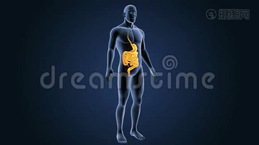 胃和肠与身体视频