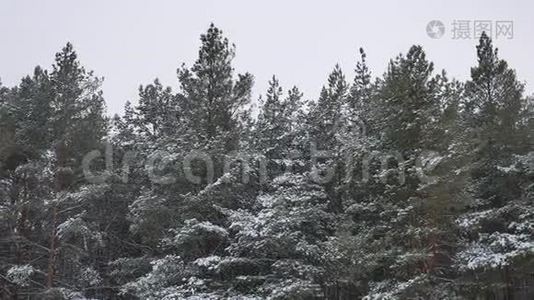 冬季树顶在雪的冬季森林自然景观美丽的圣诞树背景视频