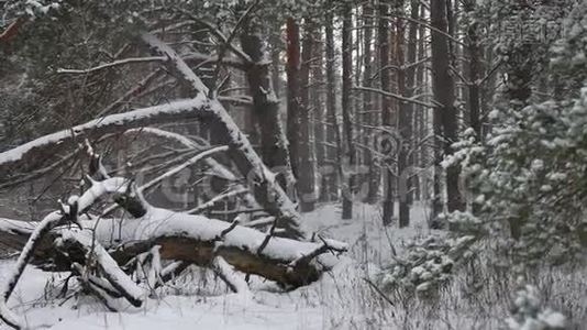 冬林自然松林，雪景美丽，冬圣诞树背景视频