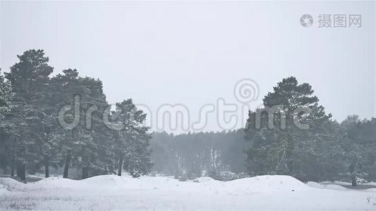 暴风雪，暴风雪，树林，冬天下雪，圣诞树和自然松林景观视频