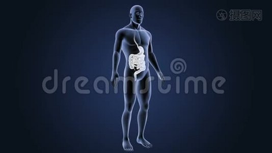 人体胃和肠与身体视频