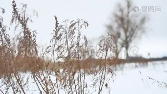 干草在雪景中随风摇曳冬季自然视频