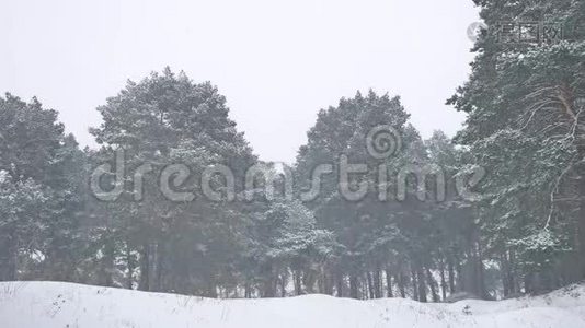 美丽的圣诞树暴雪在大自然中的冬季景观，傍晚在雪景中视频