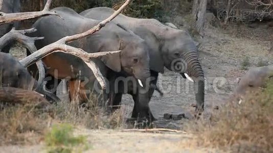 非洲大象喝水视频