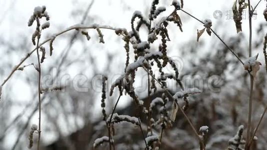 冬季雪冻干草自然背景视频