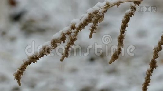 干燥的冬季雪冻草自然背景视频