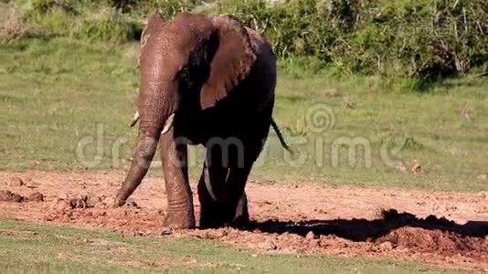 水洞里的非洲大象视频