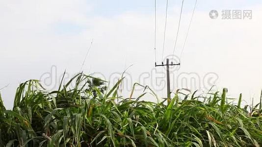 绿野土地印度.视频