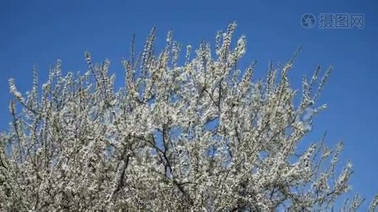 苹果树春天白花视频